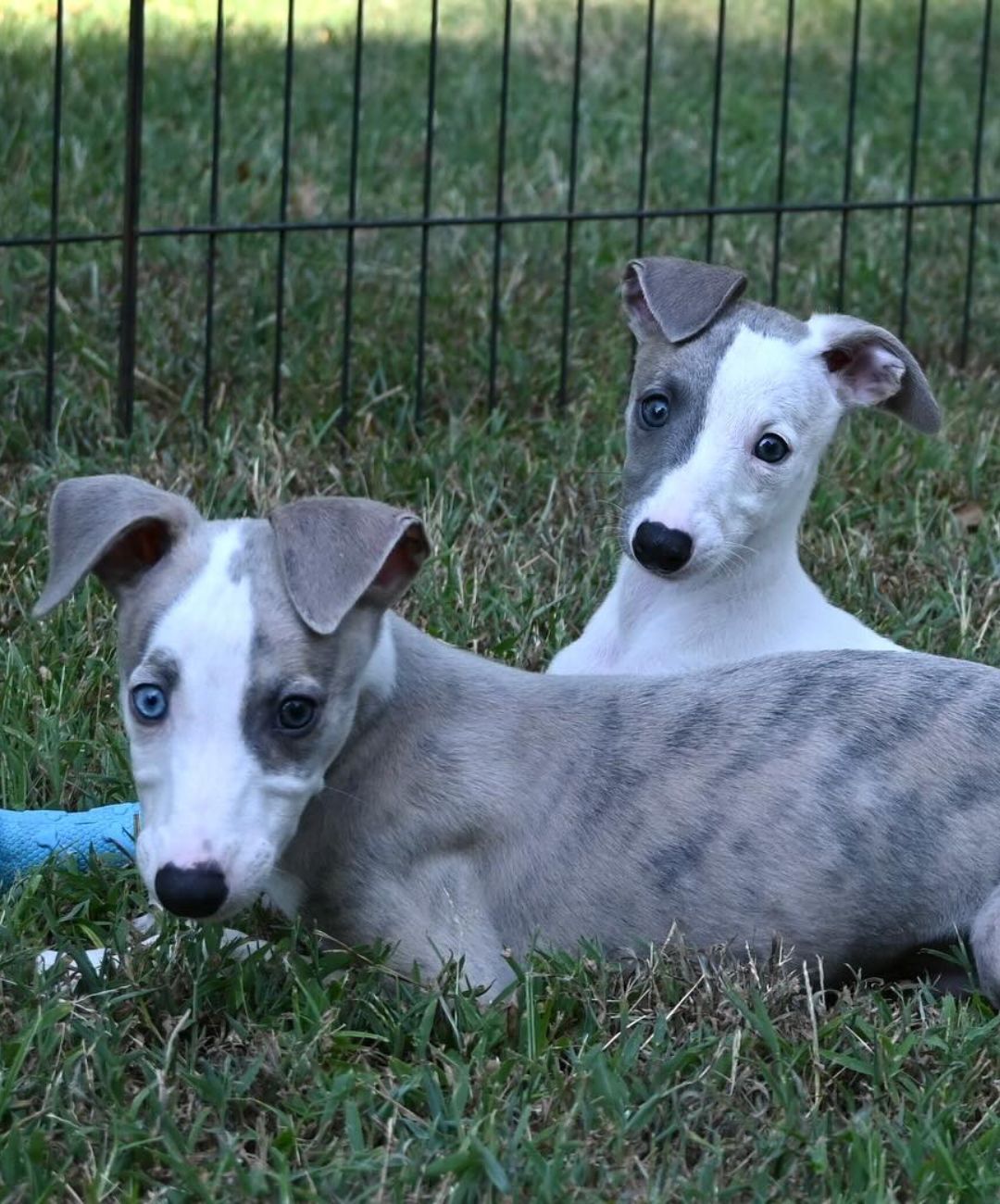 two dogs lying in the grass