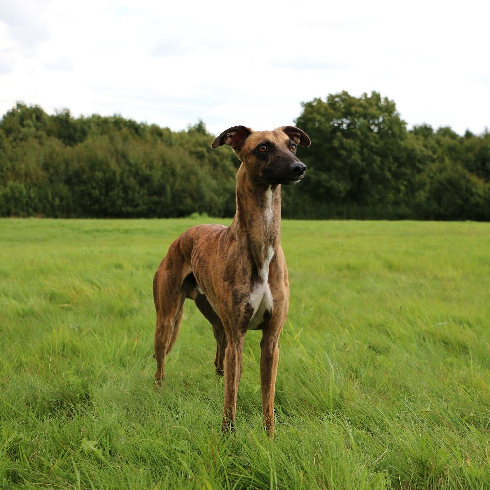 PupDates Feather Light Sighthounds