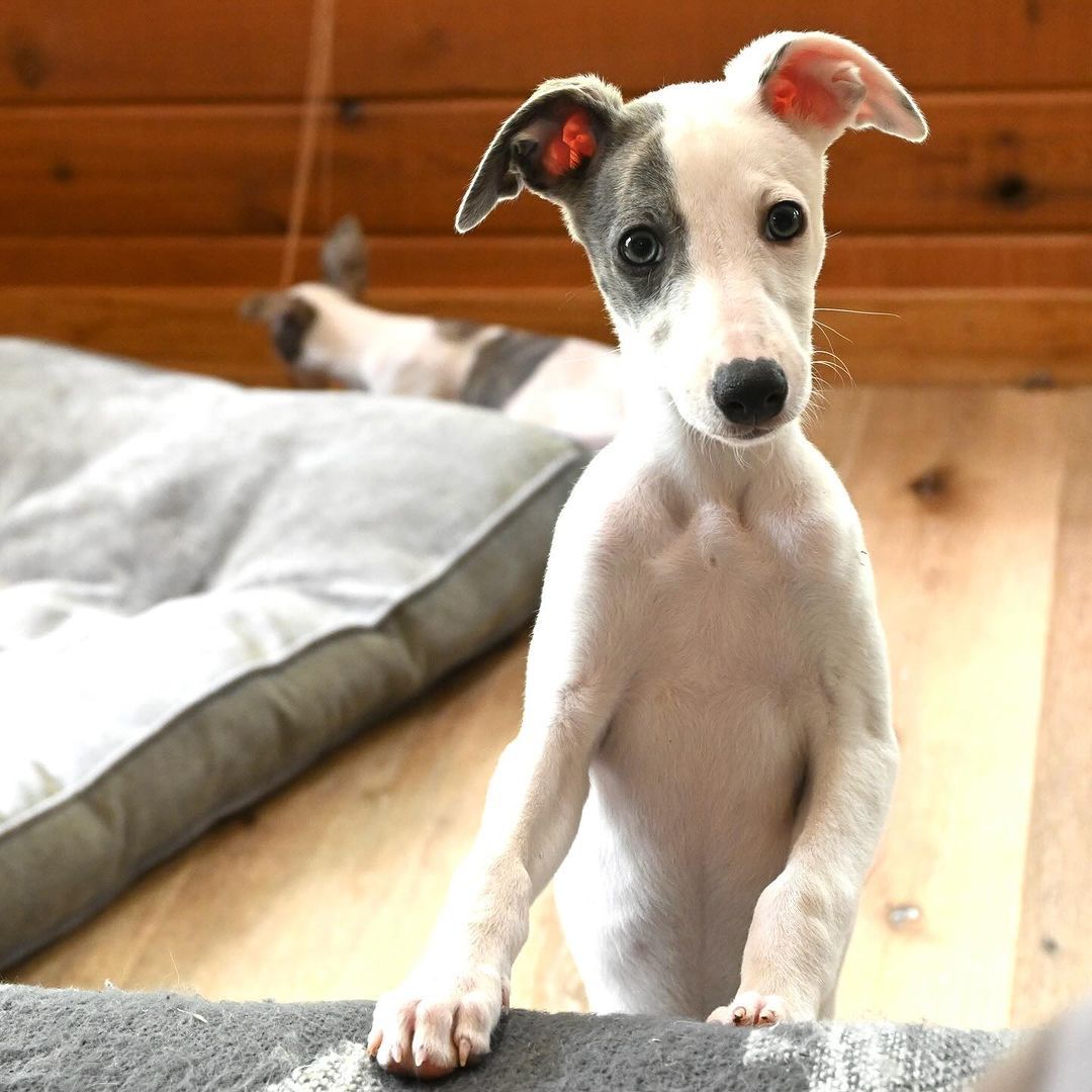 Whippet puppy with gray markings standing with front paws on a couch indoor