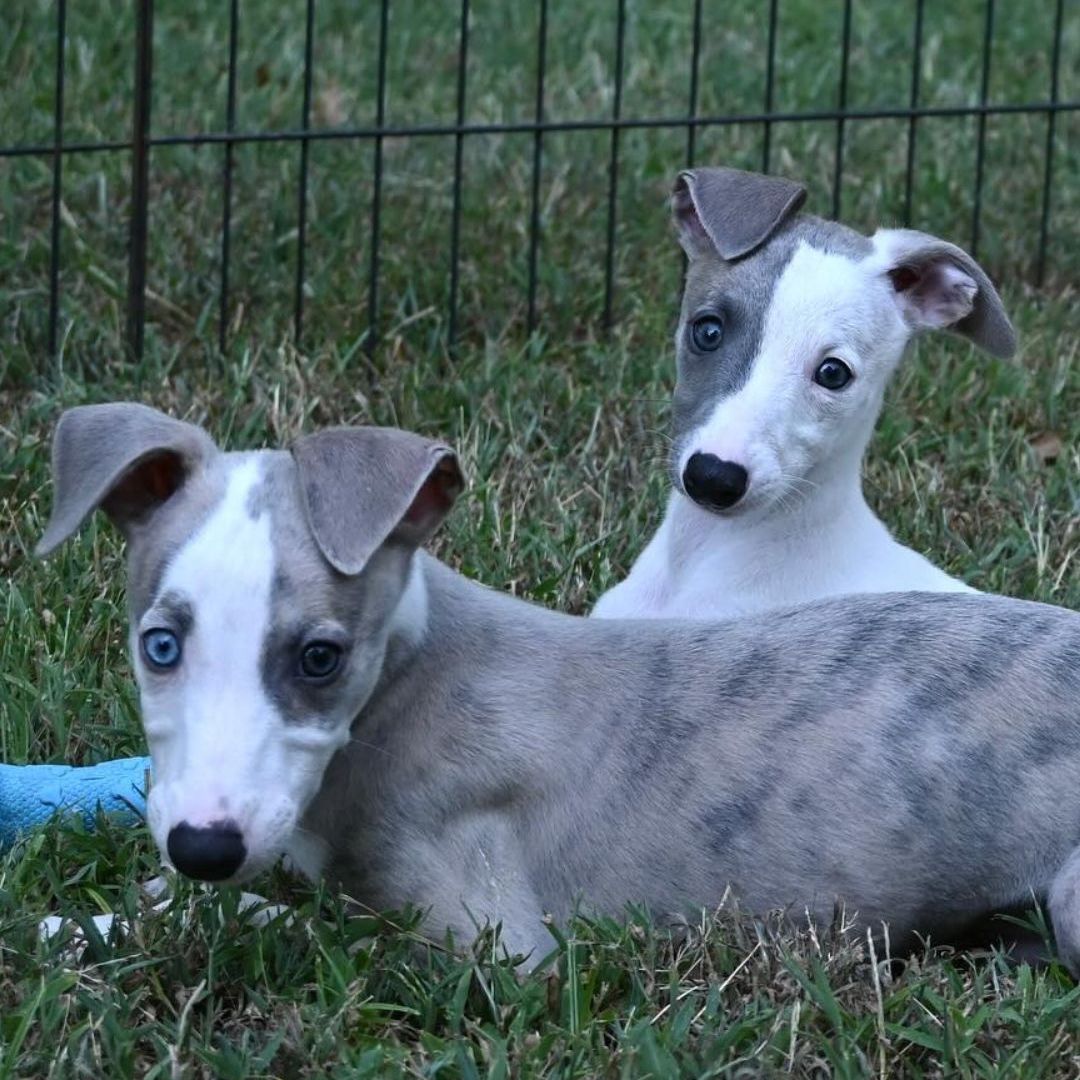 two dogs lying in the grass