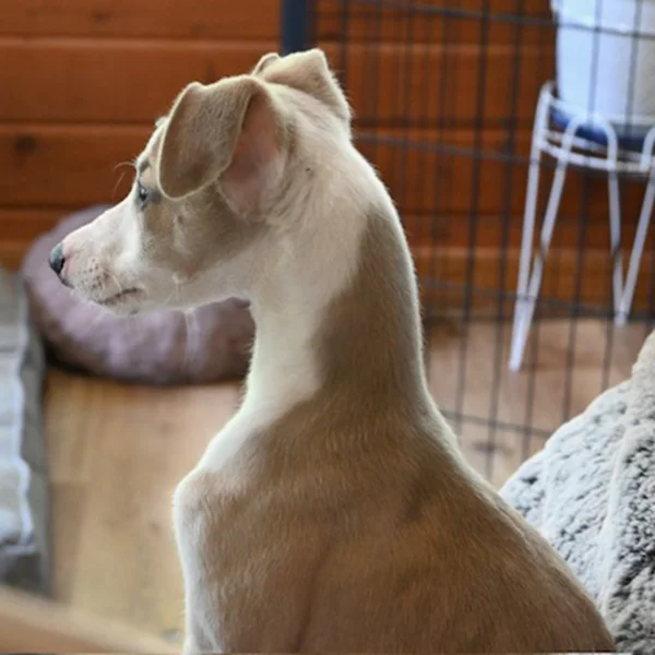 side profile of dog Sailor