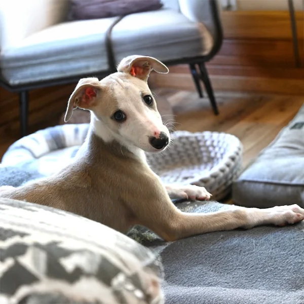 dog laying on couch looking back at camera