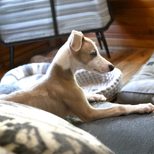 dog laying on couch