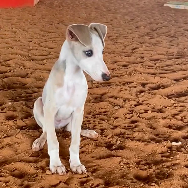 dog sitting outside in dirt path