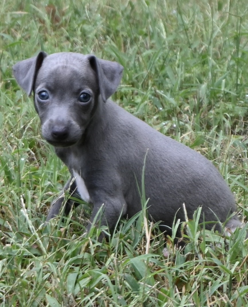 A small gray puppy resting in a cozy bed, surrounded by a soft blanket.