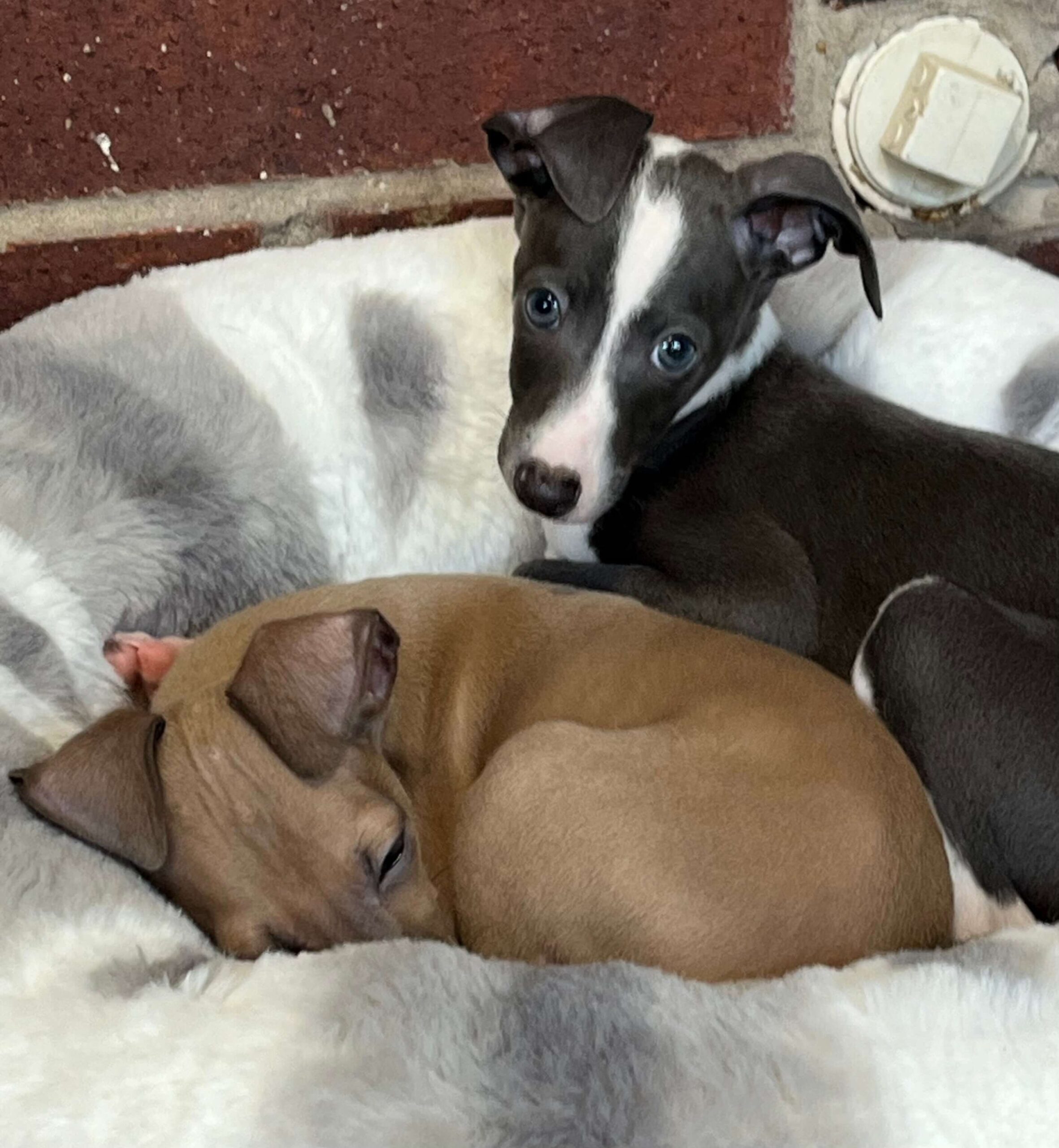 Two small dogs snuggled together in a cozy dog bed, resting peacefully.