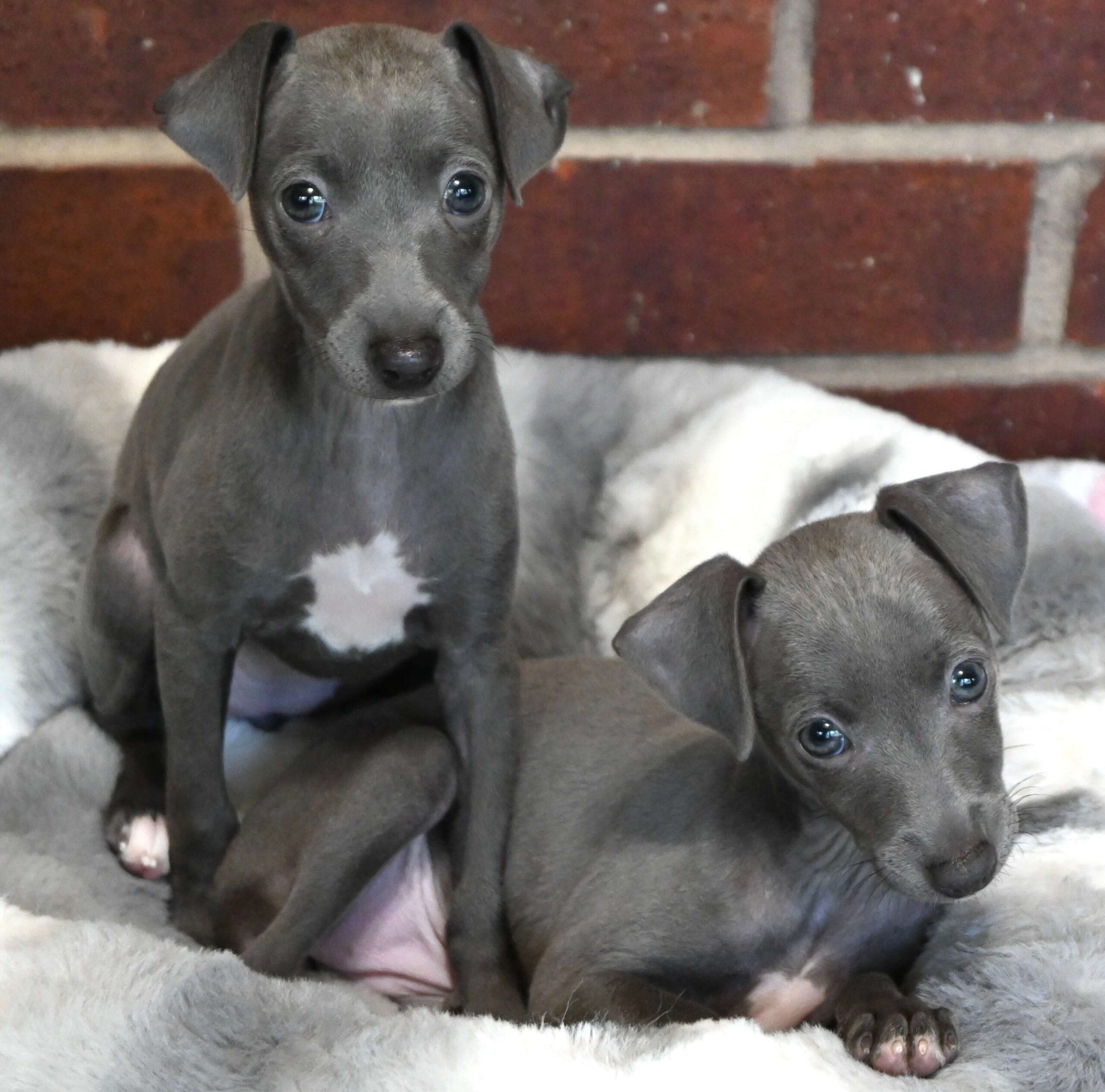 Two adorable grey puppies resting on a soft bed, their ears perked up and eyes bright.
