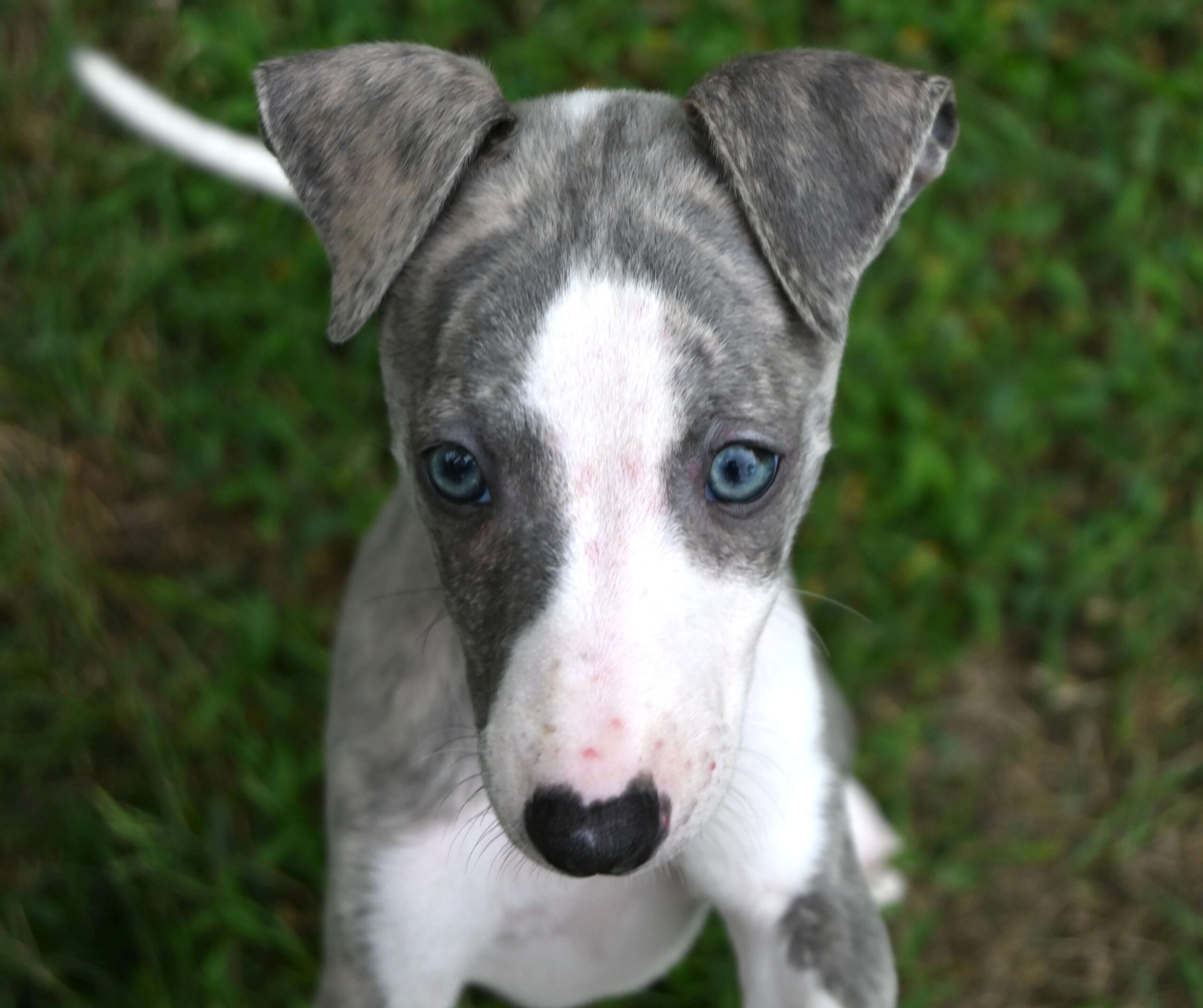 Cute grey and white puppy with captivating blue eyes, resting comfortably on a soft surface.
