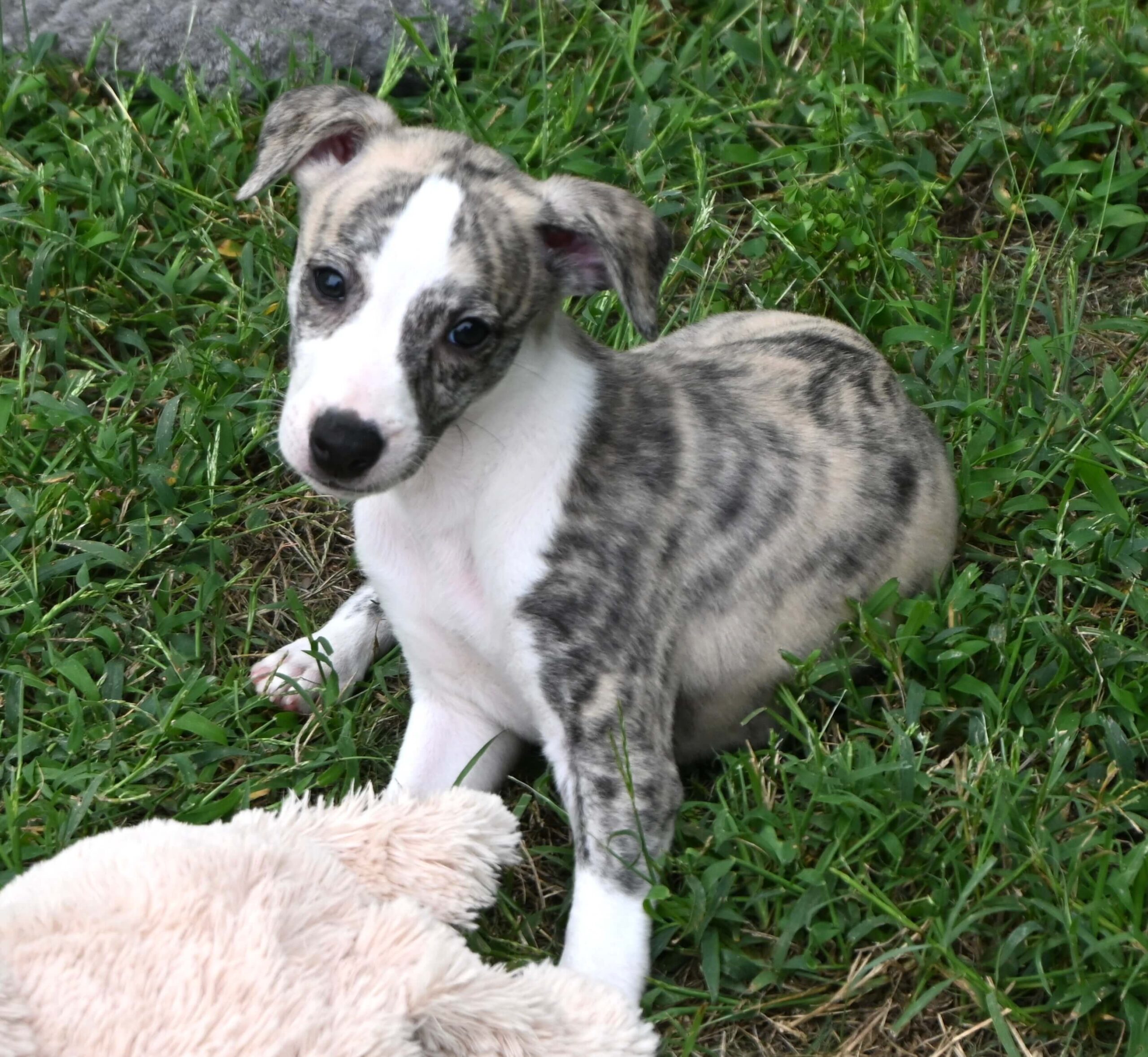 Pryce is seated in the grass alongside a stuffed animal, capturing a charming and peaceful outdoor moment.