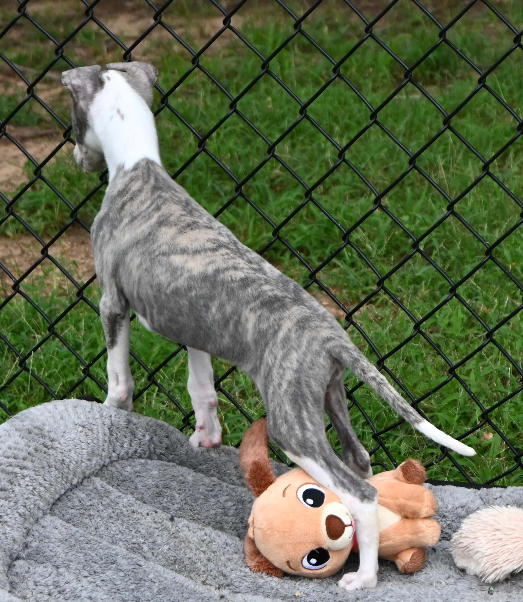 Gray and white dog is positioned on a blanket, with a stuffed animal nearby, appearing playful and attentive.