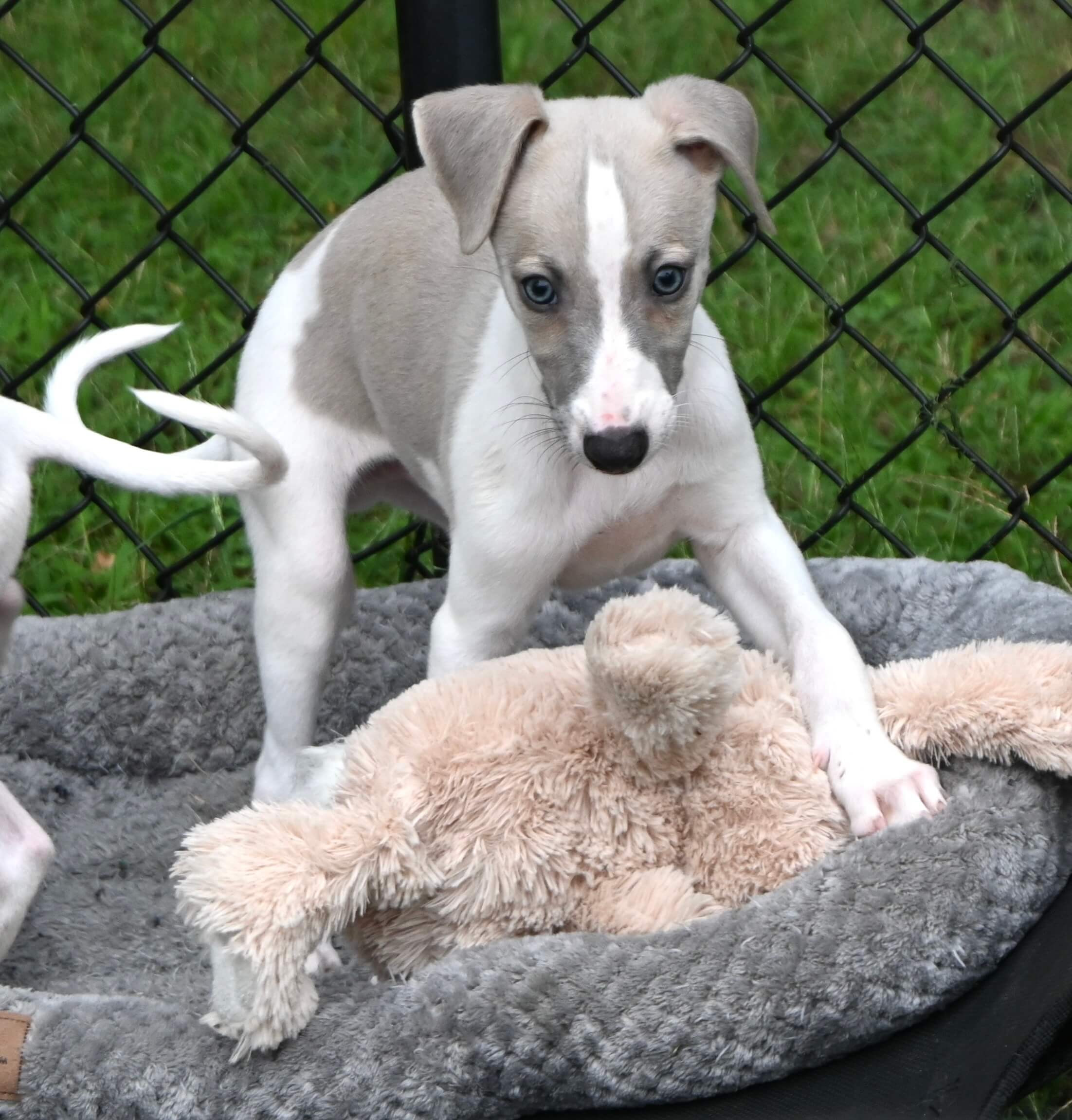 Two energetic grey and white dogs having fun with a stuffed toy, highlighting their playful bond in a grassy area.