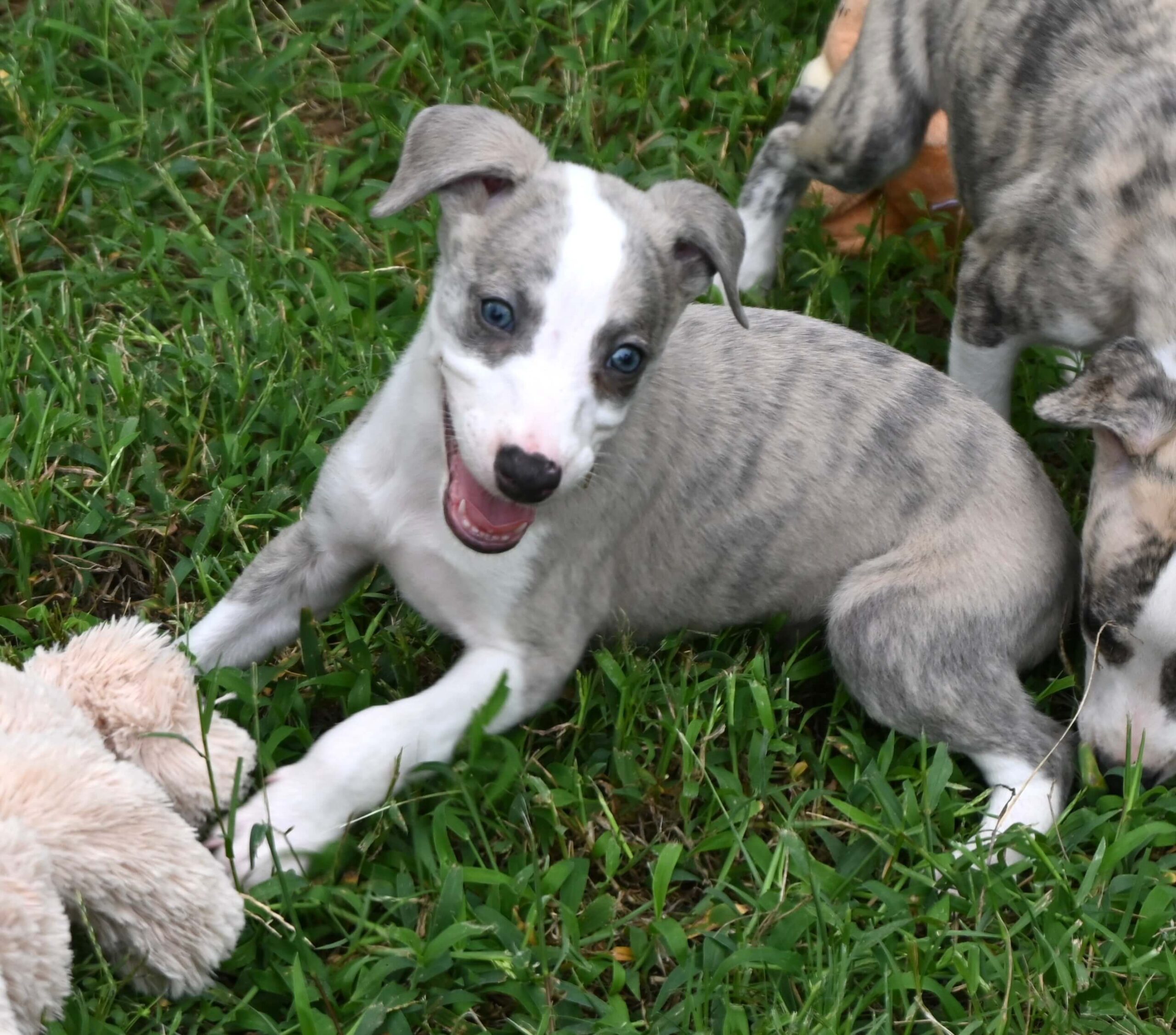 Two energetic puppies playing with a stuffed toy amidst a grassy field.