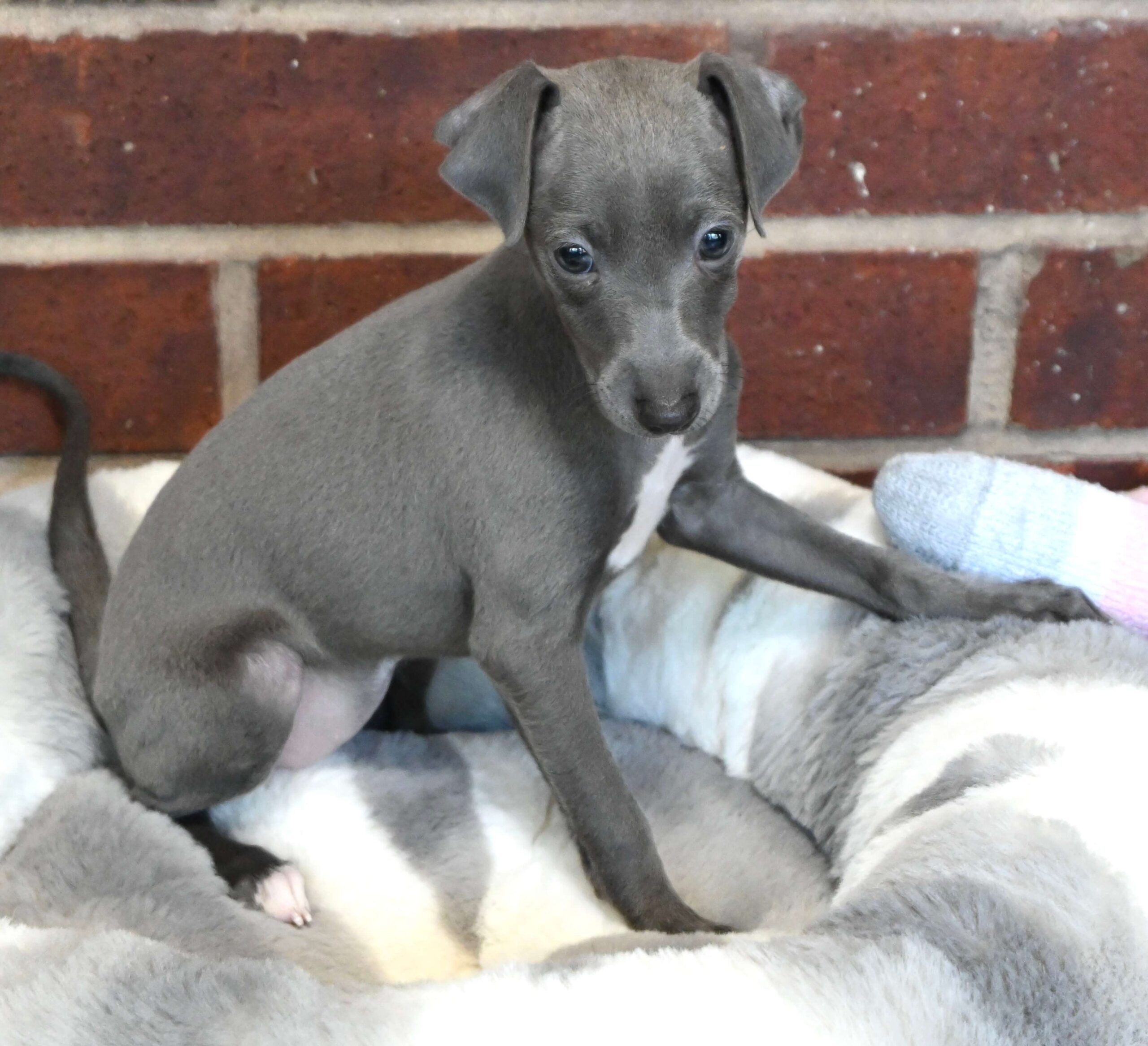 A small gray puppy perched on a bed, gazing playfully with its tail wagging.