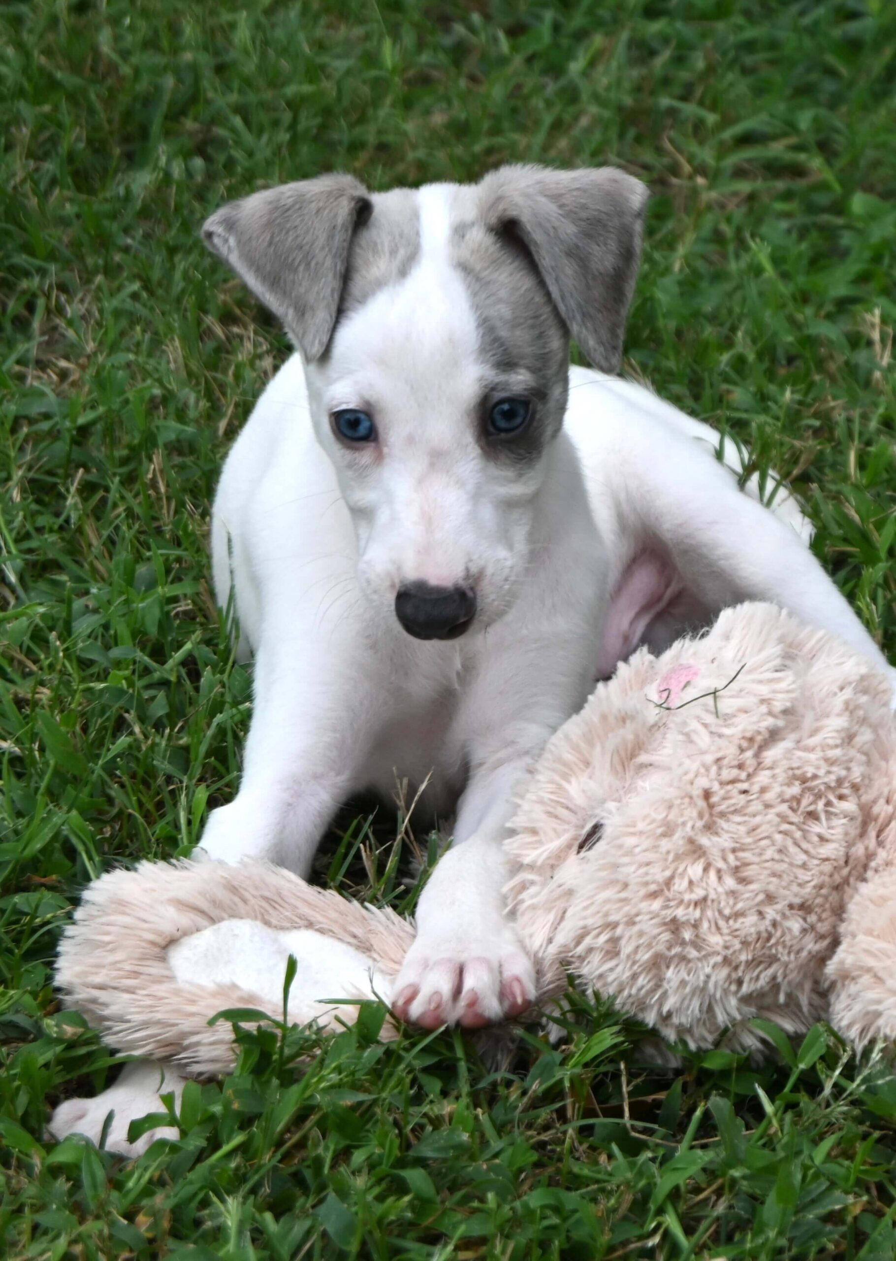 A playful white and gray puppy rests on the grass, holding a stuffed animal close to its body.