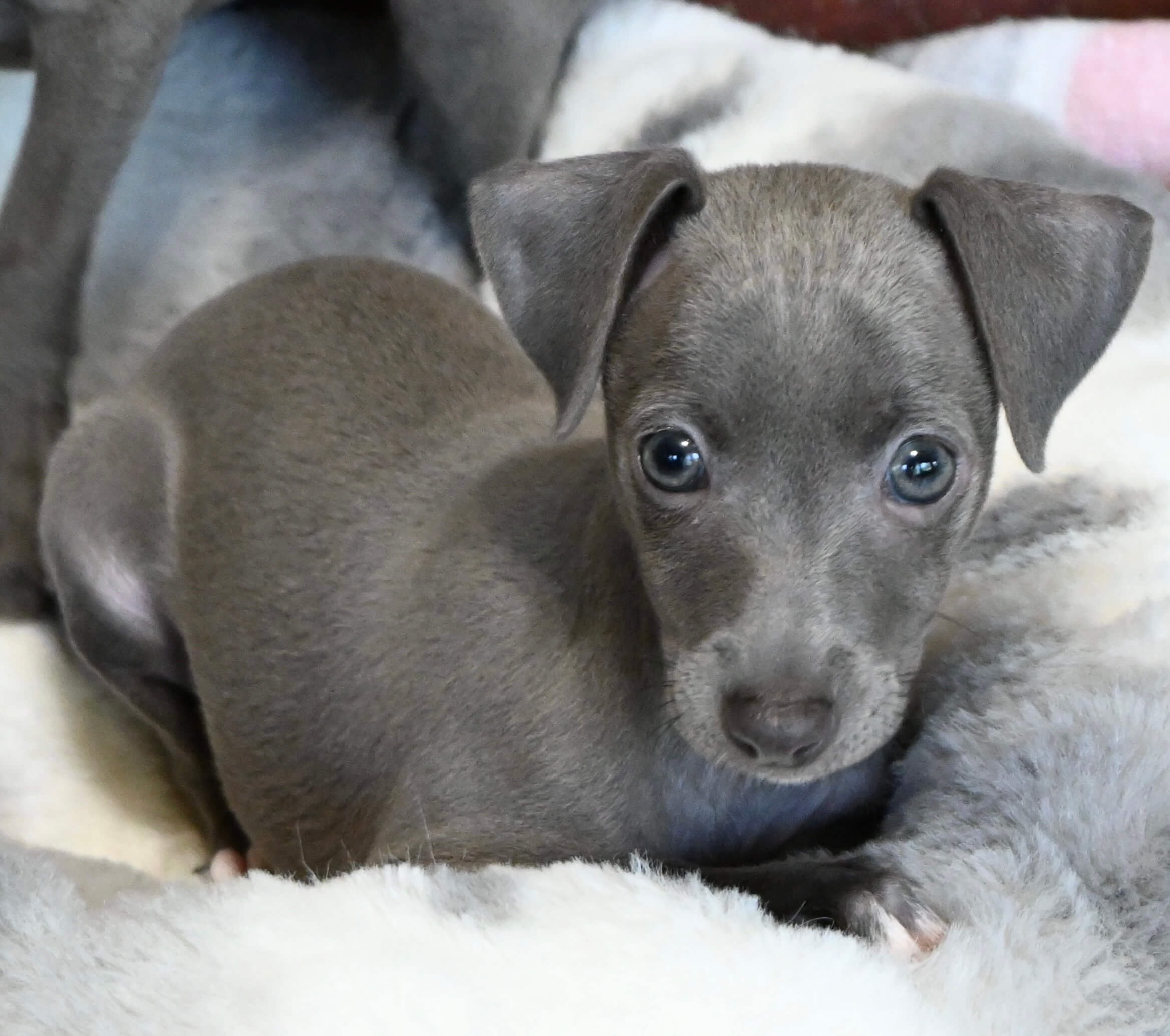 A gray puppy rests on a bed alongside a white dog, showcasing a peaceful moment between the two animals.