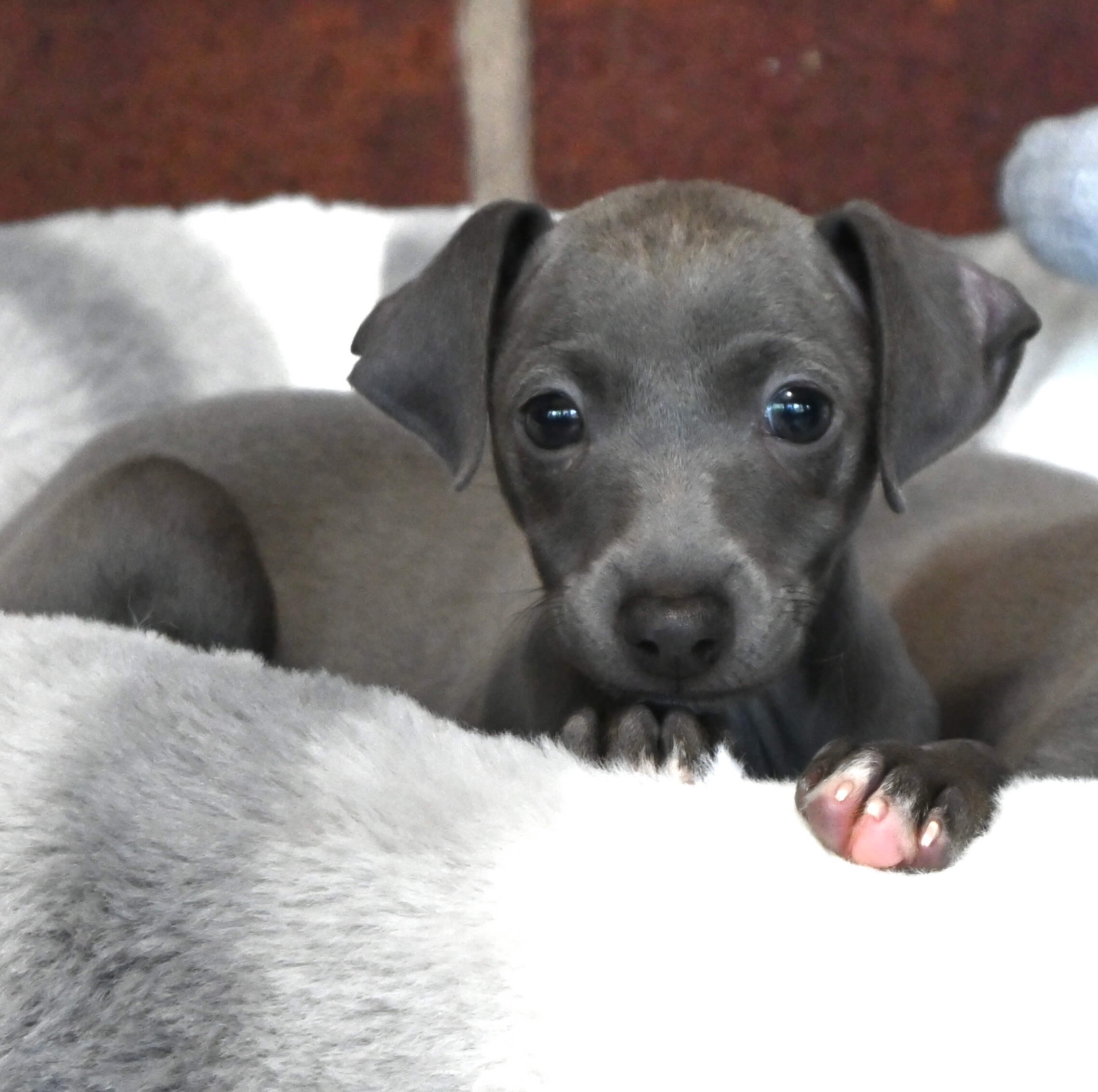 A small gray puppy sprawled on a bed next to a stuffed animal, illustrating a peaceful and adorable moment.