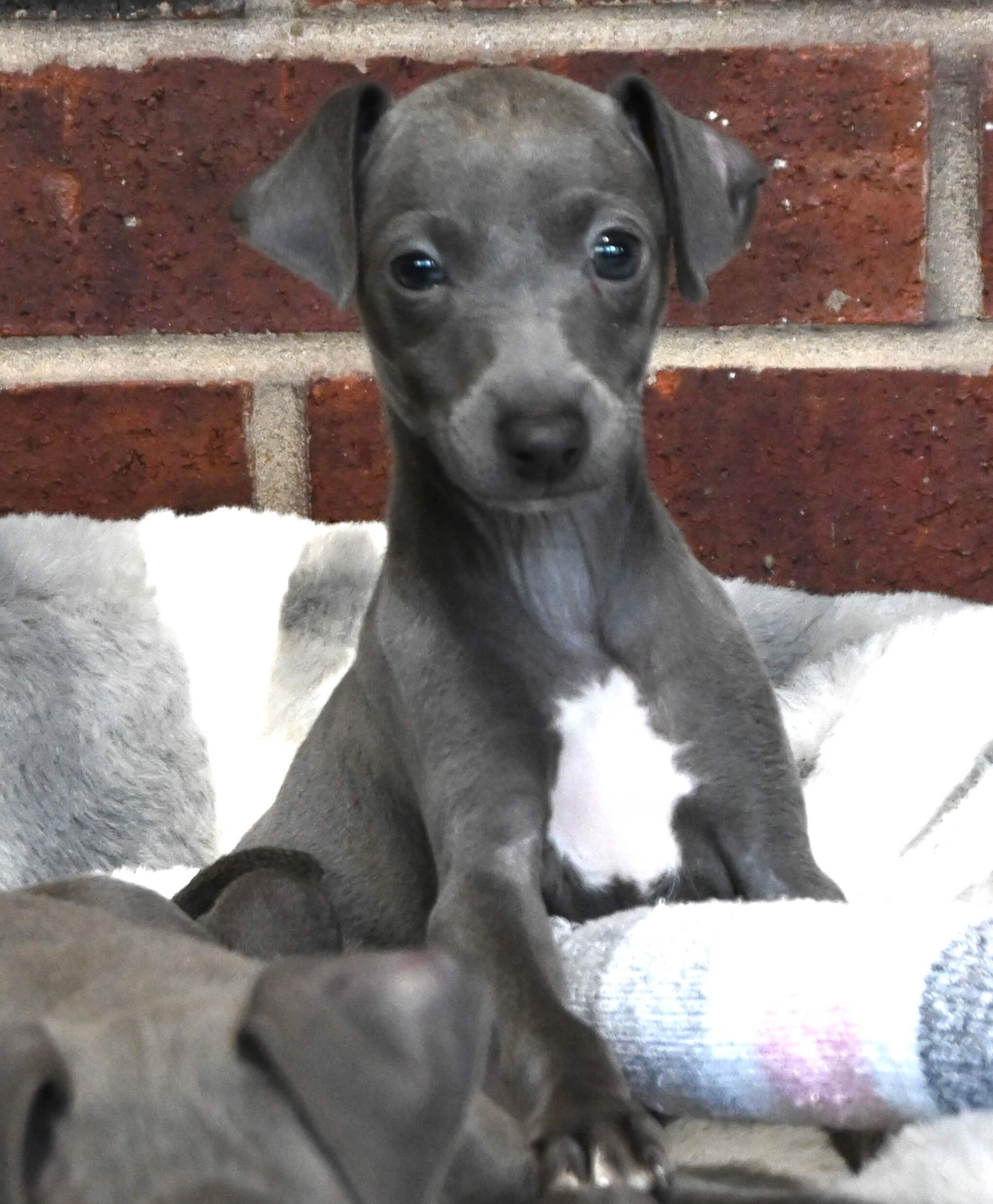 Gray puppy rests on a blanket alongside a white dog, both appearing calm and comfortable in their surroundings.