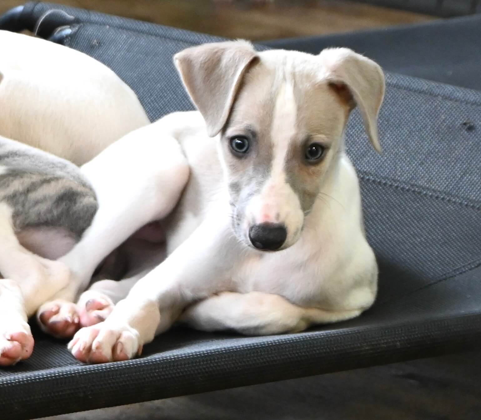 Small grey and white puppies sit together on a cozy bed, looking playful and curious.