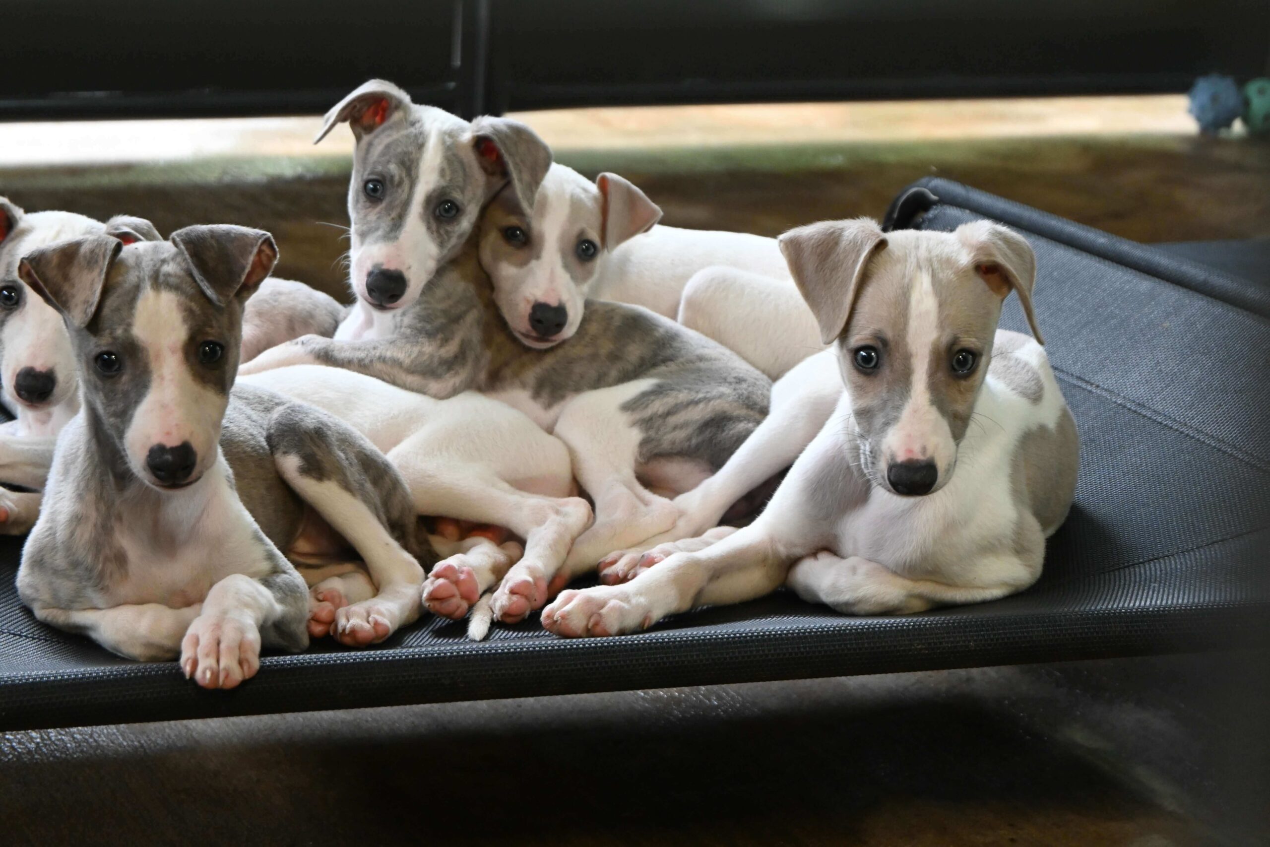 Several adorable puppies resting on a soft bed, their fur varying in colors and patterns.