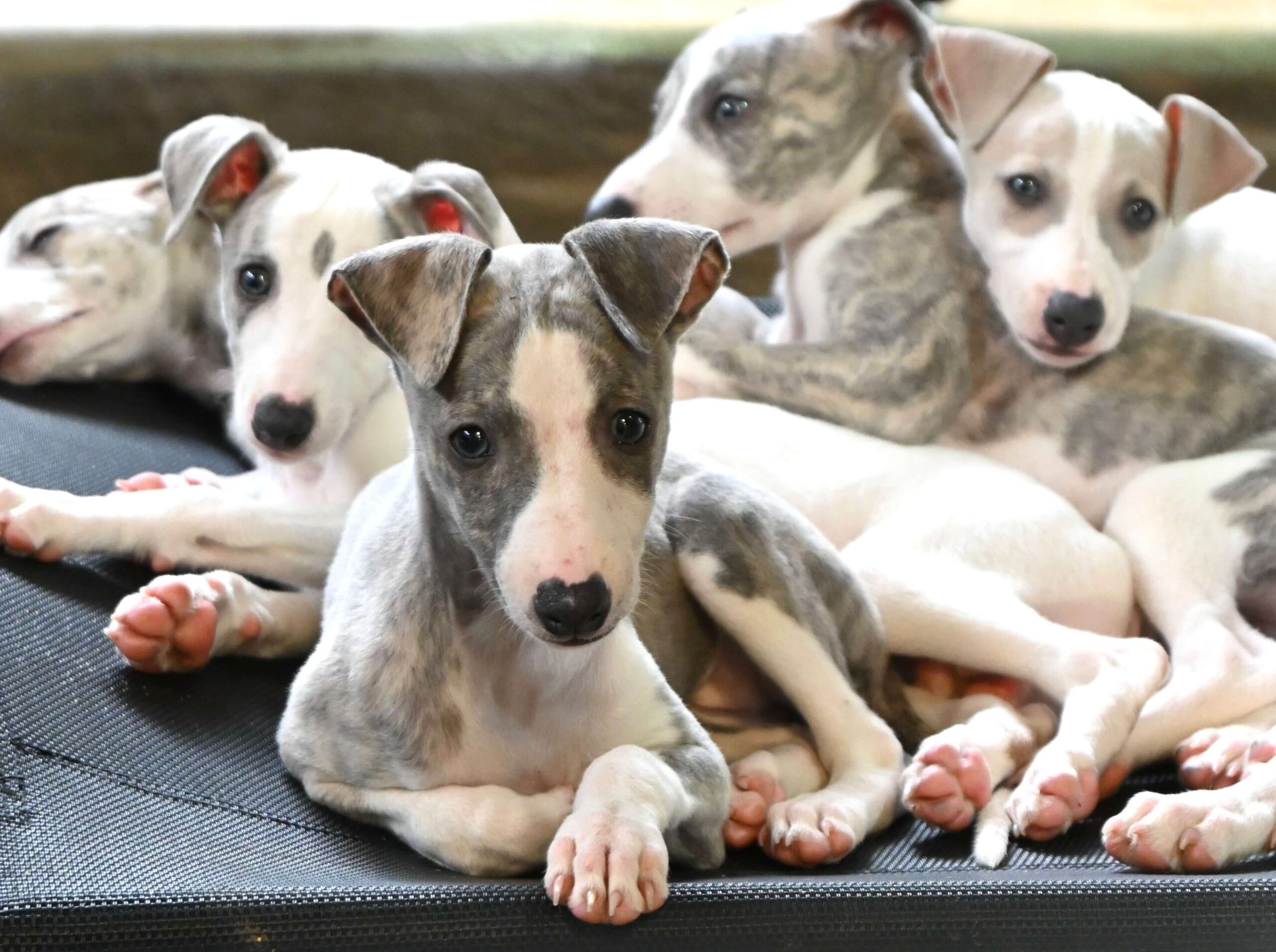 Group of grey and white puppies peacefully resting together on a soft bed.