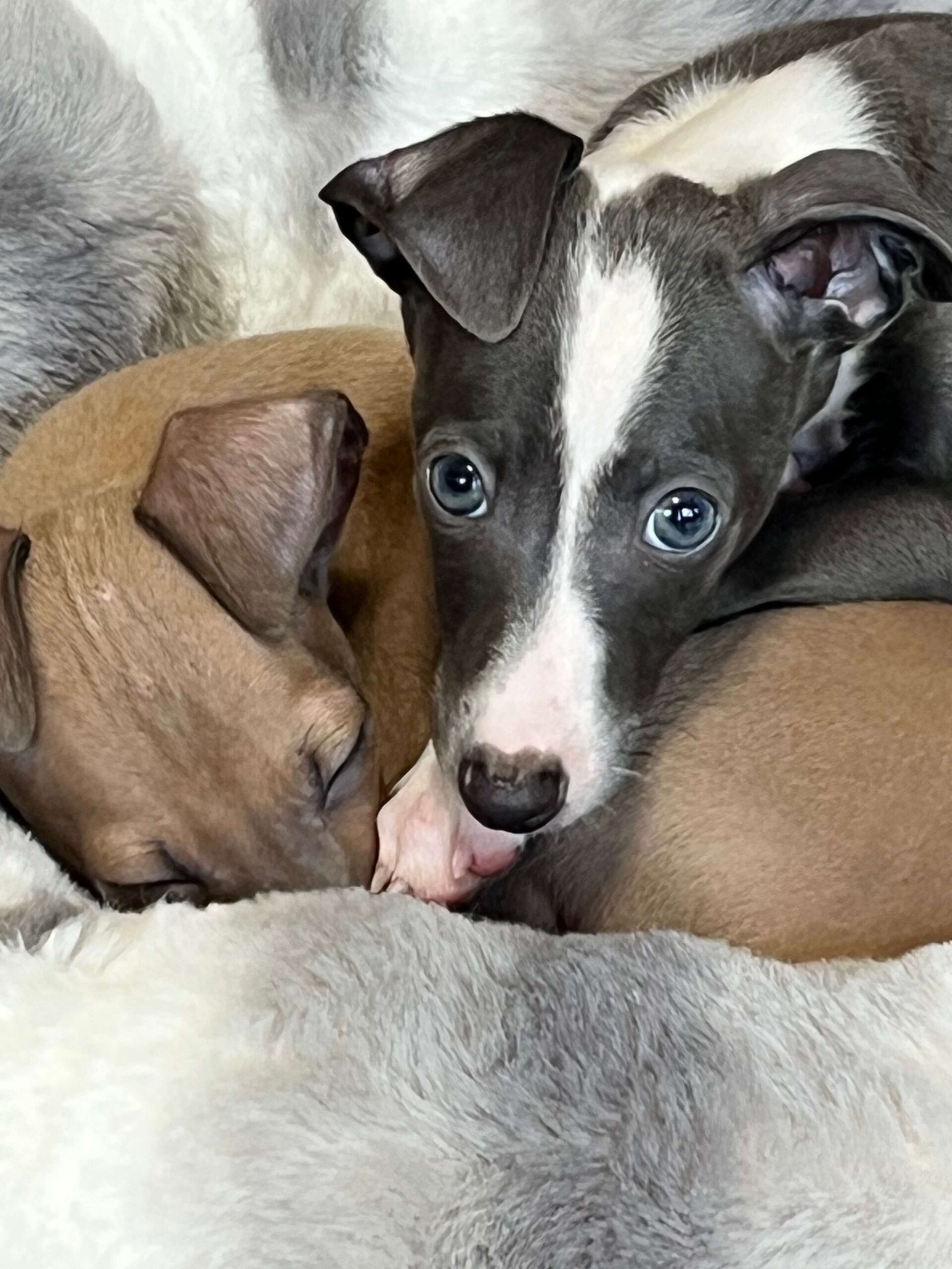 Two adorable puppies are lying on top of each other, showcasing their playful bond and comfort with one another.