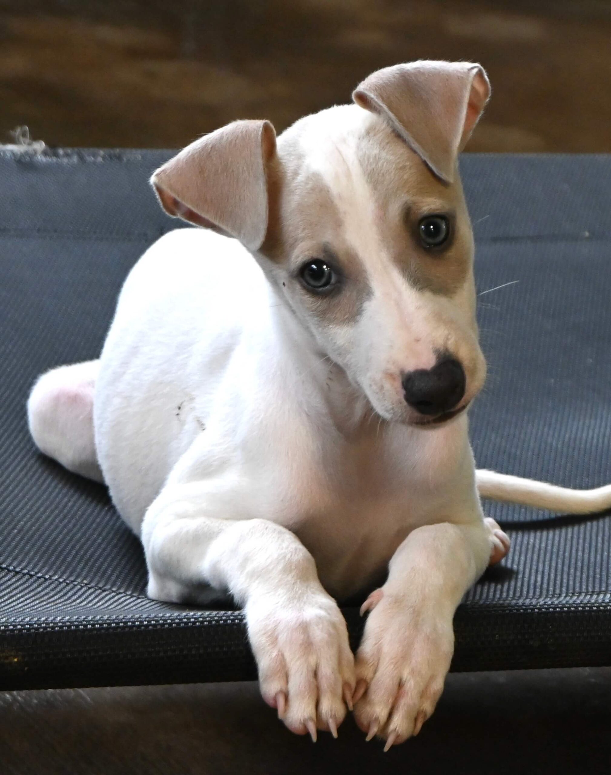 White and brown puppy rests on a black mat, gazing attentively at its surroundings.