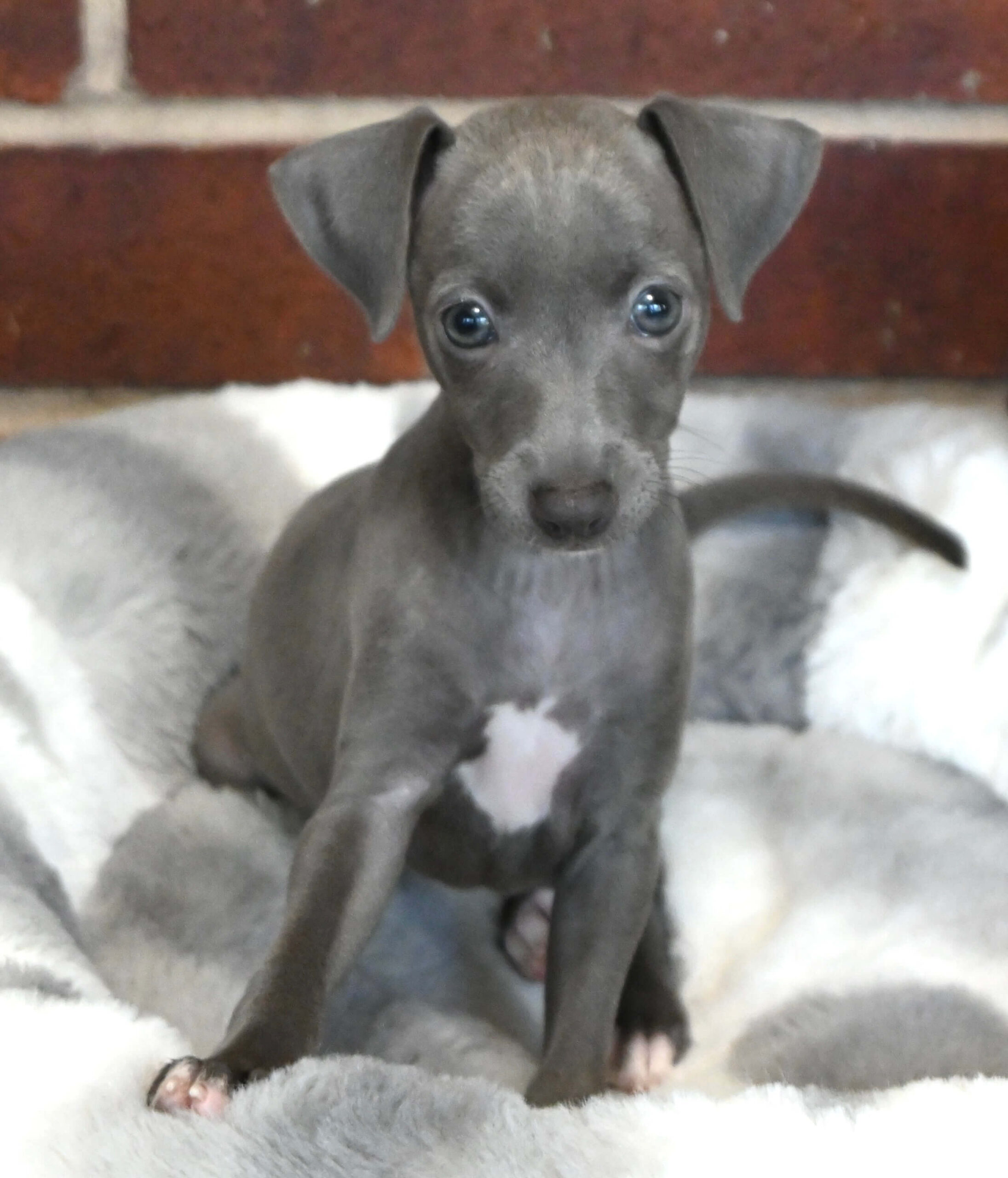 A small gray puppy resting in a cozy bed, surrounded by a soft blanket.