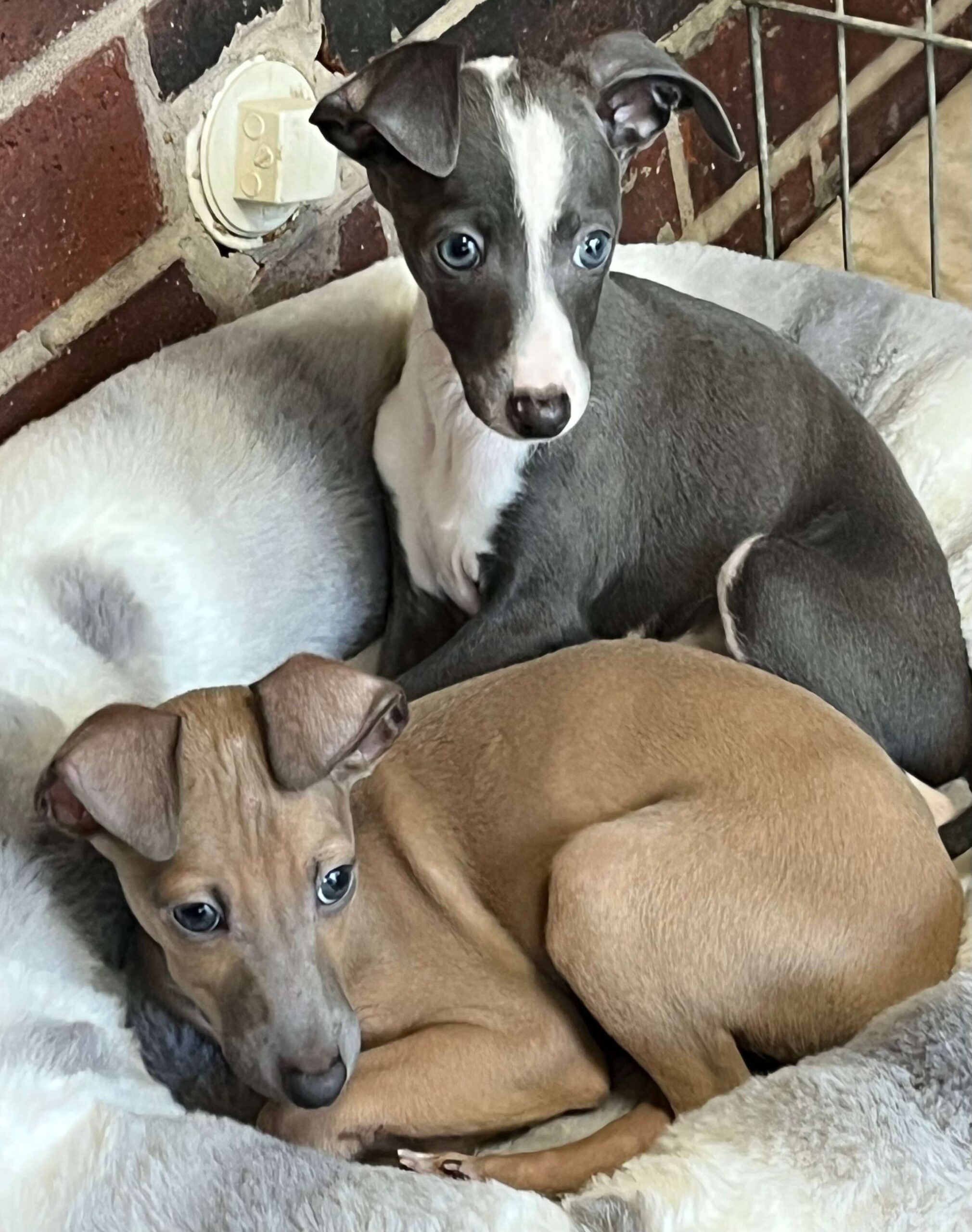 Two small dogs lying on a plush dog bed, sharing a tranquil space for rest.