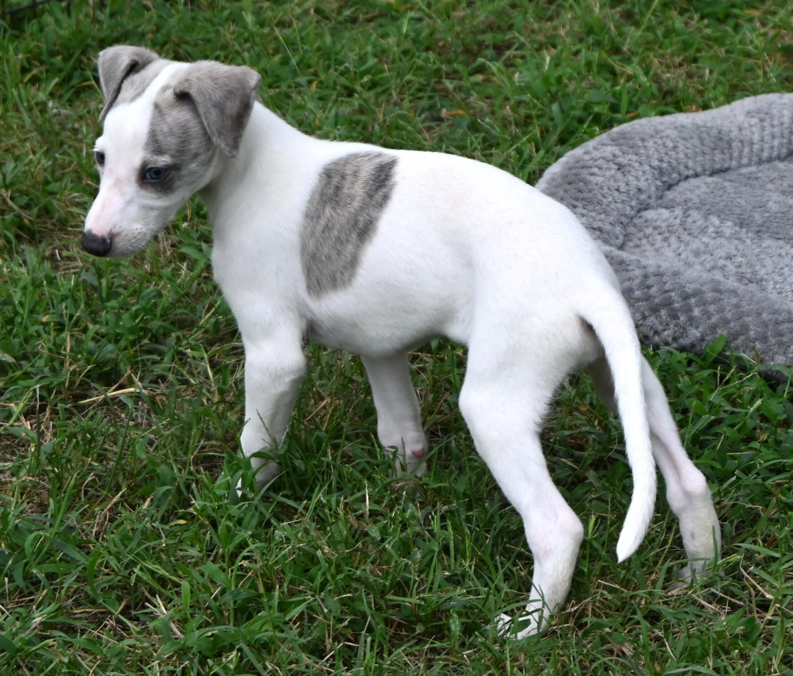 A small white dog is positioned in a grassy area, appearing curious and attentive.
