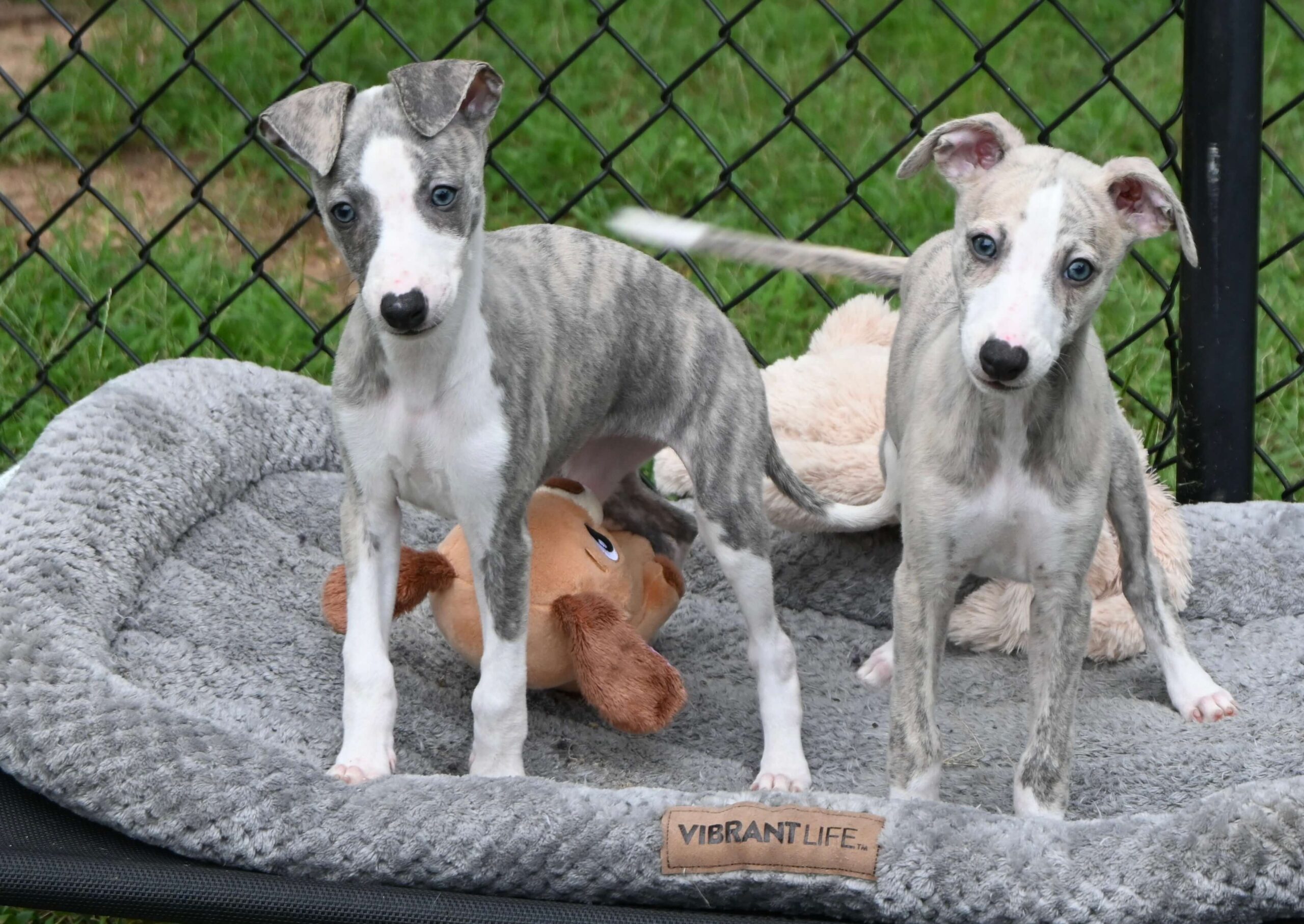 Two grey whippets sit side by side on a bed, appearing serene and at ease in their surroundings.