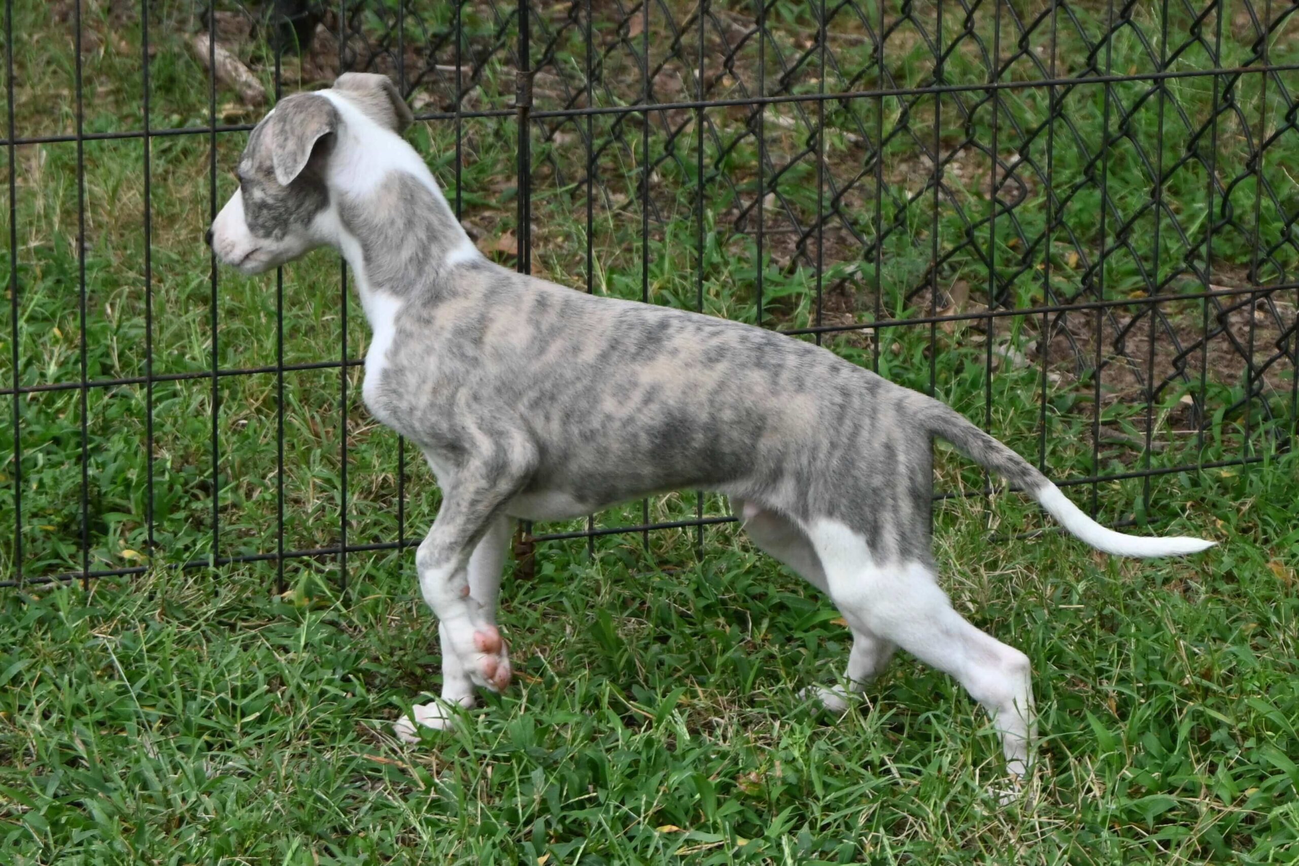 A young, grey and white brindle dog stands on grass near a black wire fence, facing to the left.