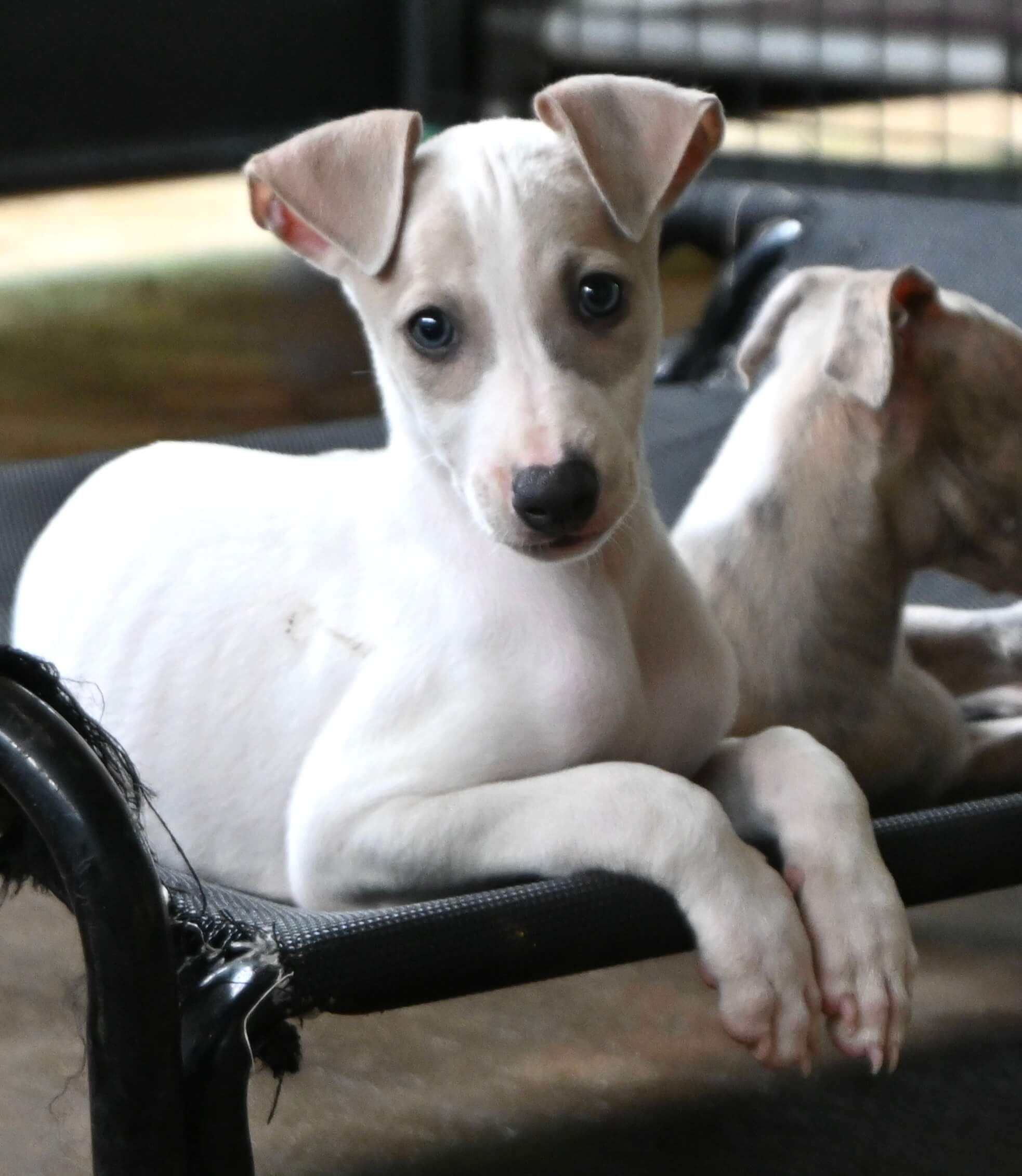 Two fluffy white puppies lying together on a bed in a warm, inviting room.