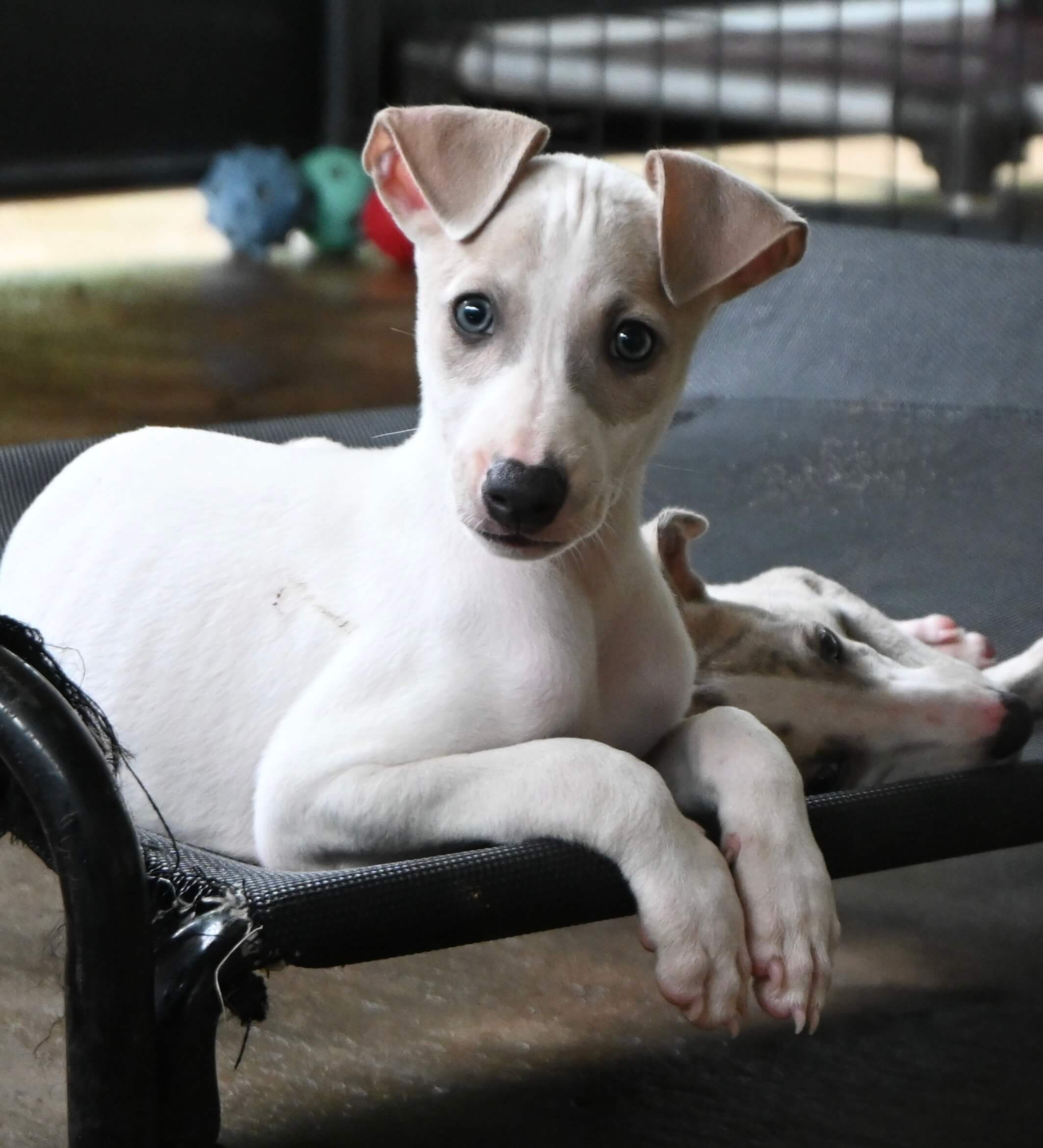 A white puppy lounging on a bed in a room, surrounded by a tranquil and cozy environment.
