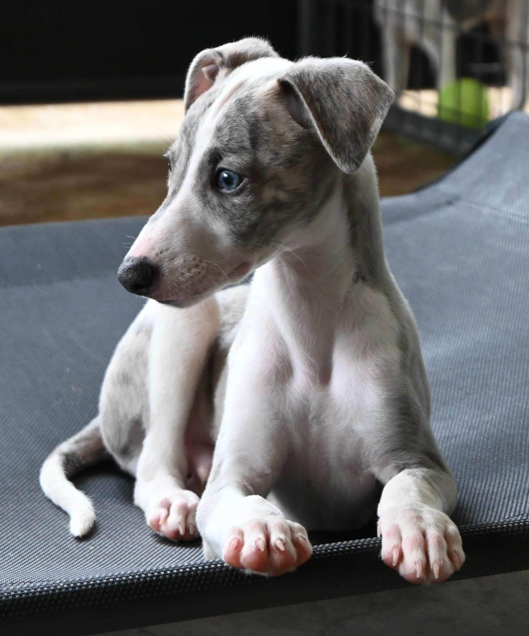 Young whippet puppy with a light gray and white coat and blue eyes lies on a gray elevated dog bed, looking to the left.