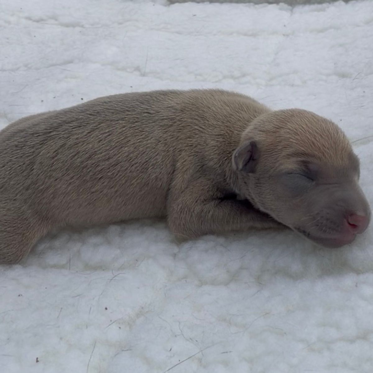 Jasper (1)