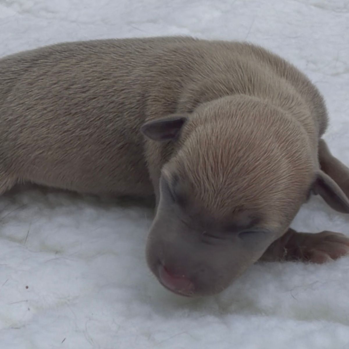 Jasper(4)