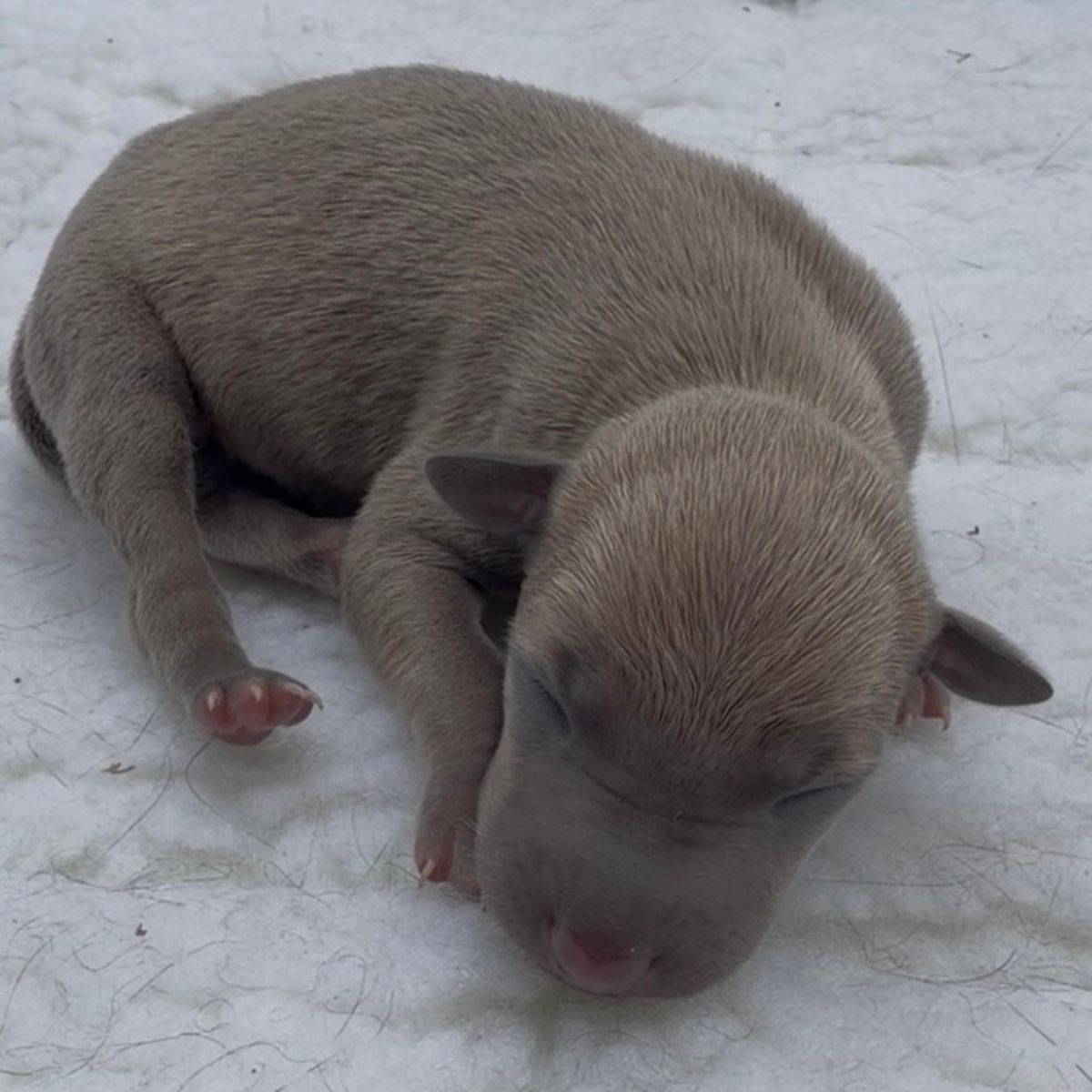 Jasper(5)